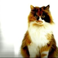 Calico cat