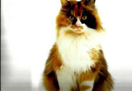 Calico cat - feline, cute, paws, cat, calico