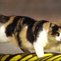 Calico cat walking