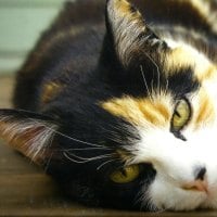 A calico cat laying down