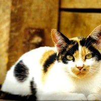 Calico cat laying down 2