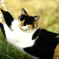 A calico cat statching on a tree