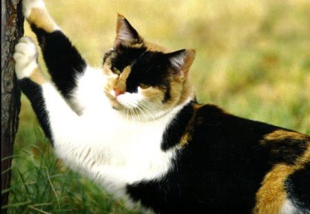 A calico cat statching on a tree