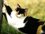 A calico cat statching on a tree