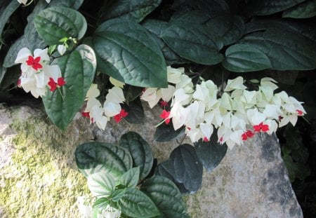 Healing flowers 01 - white, red, photography, green, flowers, leaf