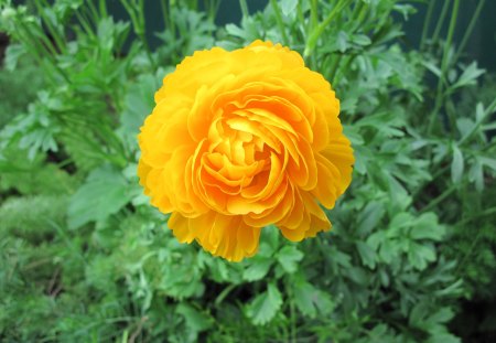 Healing flowers 03 - Flowers, garden, green, photography, orange