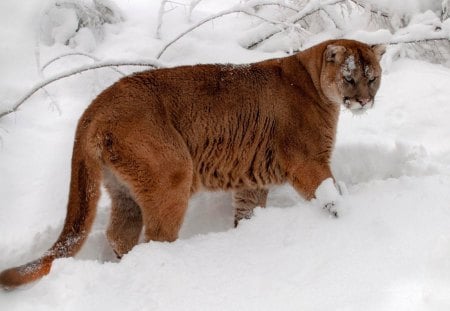 Snow hunt - cat, hunter, cougar, snow