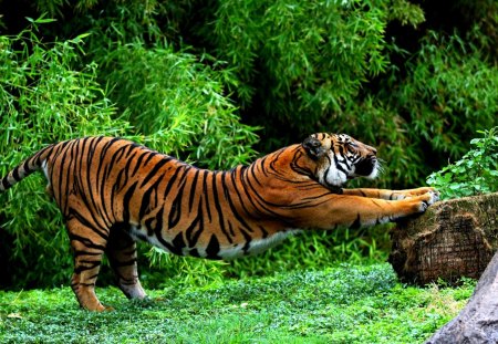 WILD STRETCH - forest, tiger, stretch, stone, grass