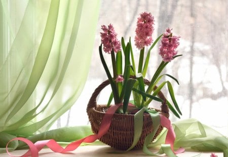 Window hyacinths - hyacinths, windows, flowers, basket, still life, decoration, spring