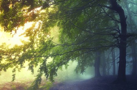 Where Fairies Live - trees, dawning, landscape, autumn leaves, path, foggy