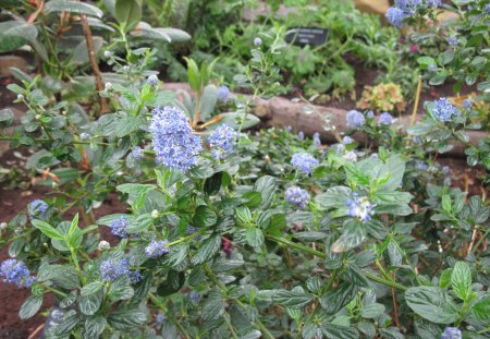 Healing flowers 07 - photography, blue, green, flowers, garden