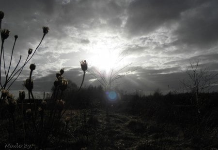 Sunshine - nature, sunshine, christian almar rasmussen, sun, konstrasts