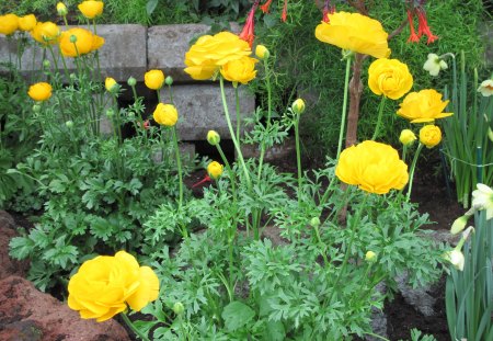 Healing flowers 16 - yellow, photography, green, flowers, garden