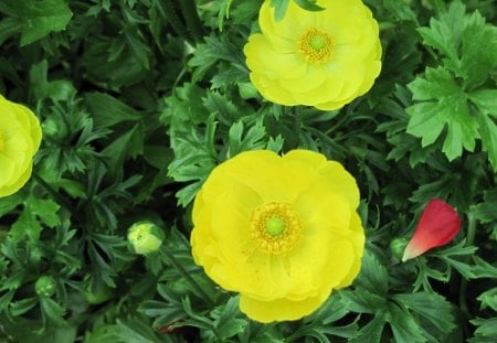 Healing flowers 24 - yellow, photography, green, flowers, garden