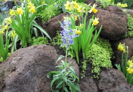 Healing flowers 31 - Yellow, Flowers, garden, green, photography, Blue