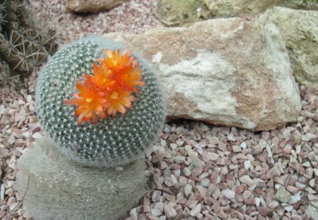 Healing flowers 37 Cactus - garden, pink, flowers, photography, orange, stones, cactus, green