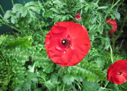 Healing flowers 43 - red, photography, green, flowers, garden