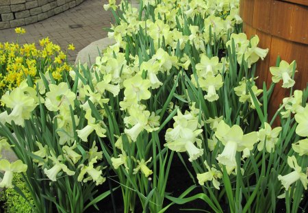 Healing flowers 44 - Flowers, yellow, garden, green, photography, Daffodils