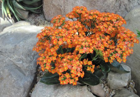 Kalanchoe day photography 33 - kalanchoe, photography, orange, green, flowers, garden, rocks