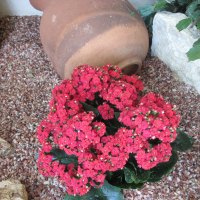 Kalanchoe day photography 34