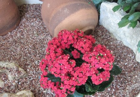 Kalanchoe day photography 34 - kalanchoe, pink, red, photography, green, flowers, stones, garden