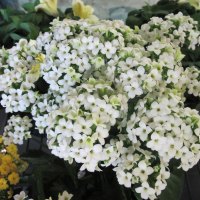 Kalanchoe day photography 36