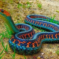 Colorful Snake