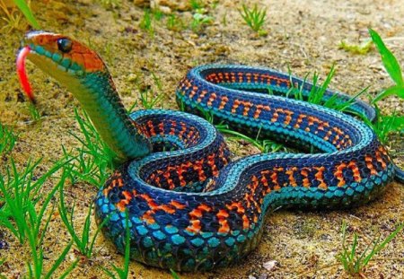 Colorful Snake - nature, snake, animals, reptiles