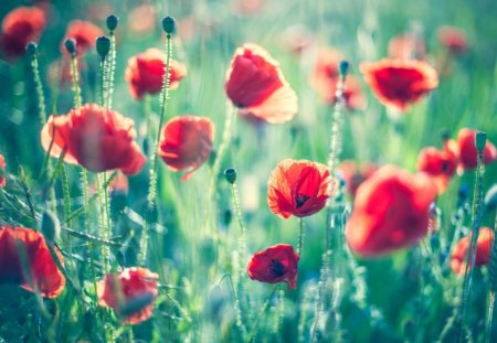 beautiful poppies - flowers, poppies, nature, beautiful