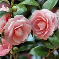 pink camellia