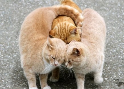 three loving cats