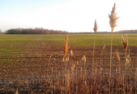 ~~; country side ;~~ - spring, Brown, country, green