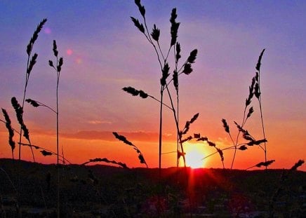 Evening Sunset - weeds, sunset, nature, sky