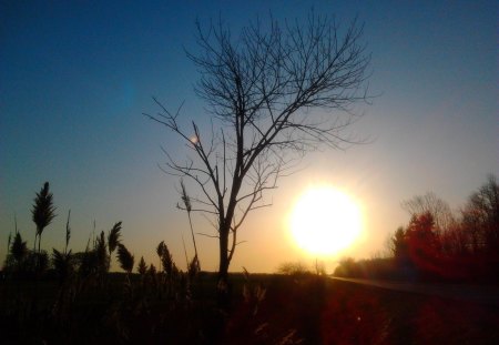 ~~; eastbound silhouette ;~~ - silhouette, tree, morning, sunrise