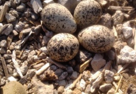 ~~; four little miracles ;~~ - killdeer eggs, nature, camouflage, life