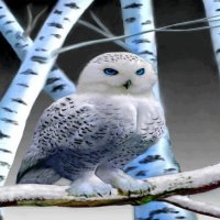 White Owl