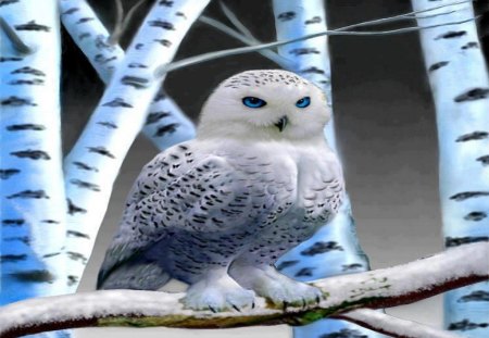 White Owl