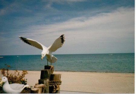 seagull - lakes, beach, shoreline, birds