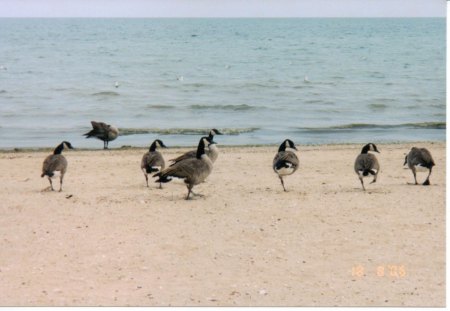 Canadian Geese - lakeshore, beach, great lakes, birds