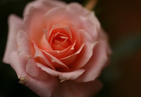 Peach Rose - rose, flower, nature, peach