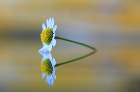 Daisy - flower, single, simplicity, daisy