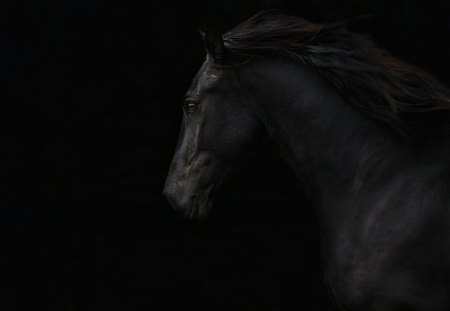 Black in black - black, beauty, animal, horse