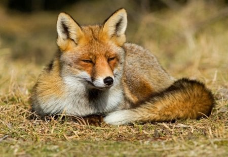 Fox squinting - animal, cute, wild life, fox