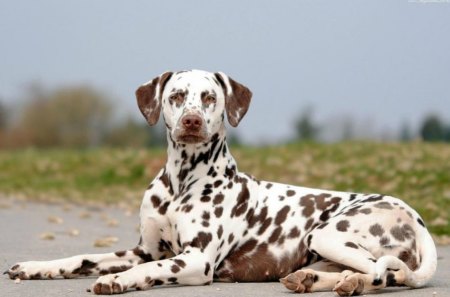 Dalmatian dog - dalmatian, spotted, dog, pet