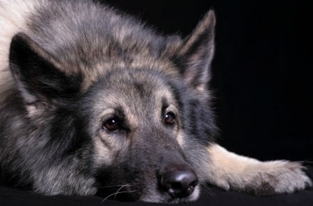 Long-haired German shepherd