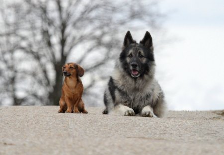 Best friends. - pet, cute, dog, friends, dachshund, german shepherd