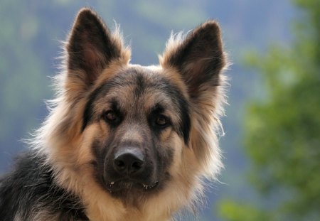 German shepherd - pet, cute, dog, german shepherd