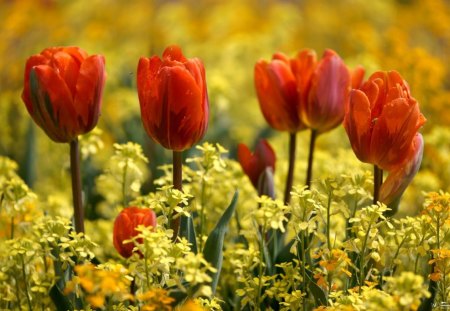 Tulips in mustard field - yellow, rapes, orange, field, tulip, spring