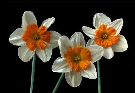 Narcissus on black - lovely, spring, flower, narcissus