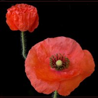 Red poppy